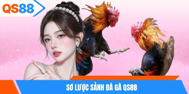 Sơ lược sảnh đá gà QS88 Sơ lược sảnh đá gà QS88